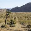 Known as the Gateway to the Mojave Desert, the desert landscape poses challenges to anyone who may possibly be lost there. This is not a confirmed scenario for David Steen, but the desert is being combed by searchers on 4-wheelers in case David did make it this far.